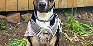 Nyx is registered to the contest to win money with this photo: dog, pet, outdoor, garden, soil, wooden_fence, flower, purple_flower, camouflage_harness, bandana, sitting, attentive, animal, canine, ears, eyes, fur, collar, nature, plant