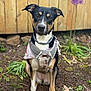 dog, pet, outdoor, garden, soil, wooden_fence, flower, purple_flower, camouflage_harness, bandana, sitting, attentive, animal, canine, ears, eyes, fur, collar, nature, plant