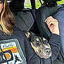 dog, car_interior, person, hoodie, cassette_tape_design, sleeping_dog, seat, seatbelt, hand, window, nature_outside, greenery, casual_clothing, resting, travel, road_trip, pet, companion, comfort, relaxation