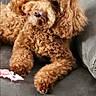 dog, poodle, brown, curly_fur, pet, indoor, couch, furniture, toy, pink_bows, animal, relaxed, looking, portrait, companion, cute, domestic, paw, fur, head_tilt