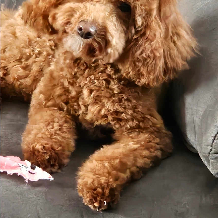 Lilly