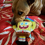 Sandy joined the competition — help win amazing prizes! dog, plush_toy, spongebob_squarepants, bedspread, red, brown, pet, lying_down, cute, indoors, toy, resting, animal, soft_toy, colorful, fabric, closeup, companion, home, relaxed