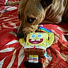 dog, plush_toy, spongebob_squarepants, bedspread, red, brown, pet, lying_down, cute, indoors, toy, resting, animal, soft_toy, colorful, fabric, closeup, companion, home, relaxed