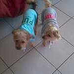 Indie participe au concours pour gagner de l'argent avec cette photo :