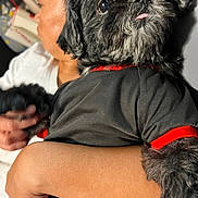 Chewy joined the competition — help win amazing prizes! dog, pet, person, arm, holding, close_up, portrait, black_fur, tongue, shirt, red_trim, cuddling, indoor, hand, face, fur, cute, cozy, home, furniture