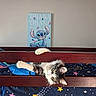 bedroom, blanket, bunk_bed, cat, colorful, curious, decor, eyes, fluffy, fur, furniture, indoor, ohana, peeking, playful, poster, stars, stitch, wall, wooden_bed