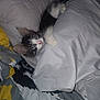animal, bedspread, black, blanket, cat, cozy, curious, cute, fur, gray, indoor, kitten, paw, pet, resting, sleeping_area, striped, white, yellow, young