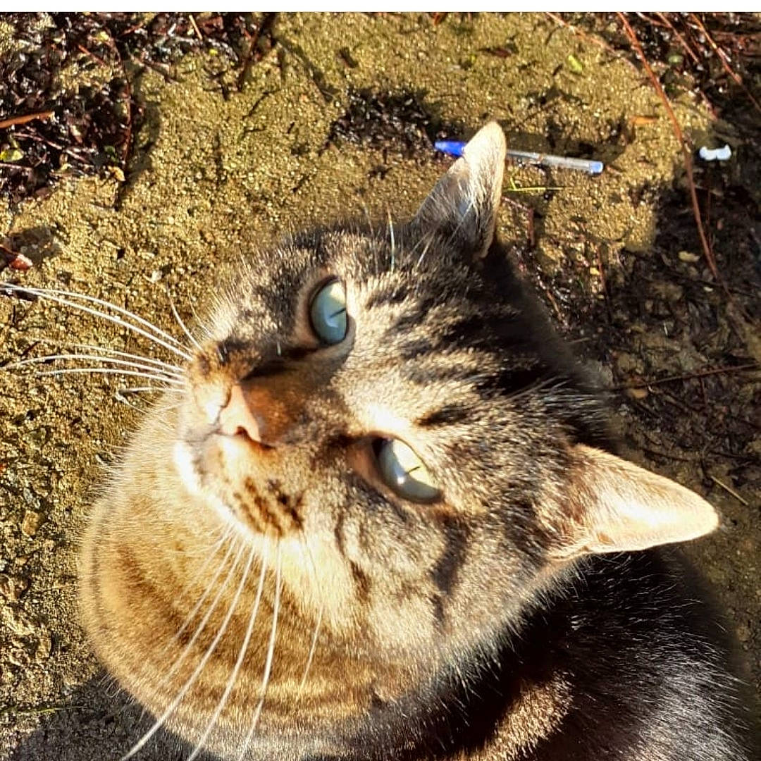 Polo participe au concours pour gagner de l'argent avec cette photo : adaptation, carnivore, cat, domestic_short_haired_cat, eye, fawn, felidae, fur, grass, paw, photograph, plant, small_to_medium_sized_cats, snout, soil, tail, terrestrial_animal, tree, whiskers, wood
