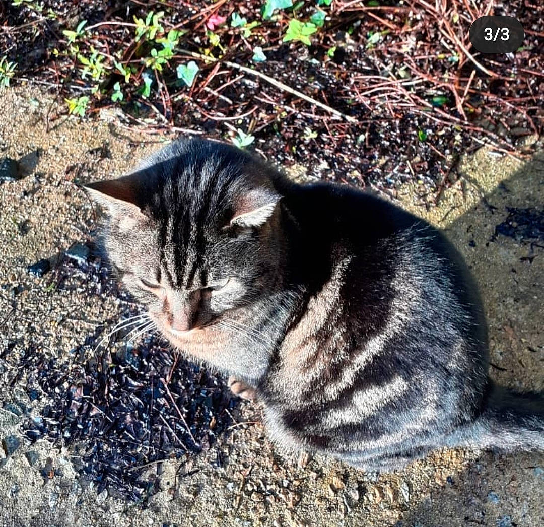 Polo participe au concours pour gagner de l'argent avec cette photo : asphalt, carnivore, cat, domestic_short_haired_cat, felidae, fur, grass, groundcover, leaf, paw, plant, road_surface, small_to_medium_sized_cats, snout, soil, tail, terrestrial_animal, tree, whiskers, wildlife