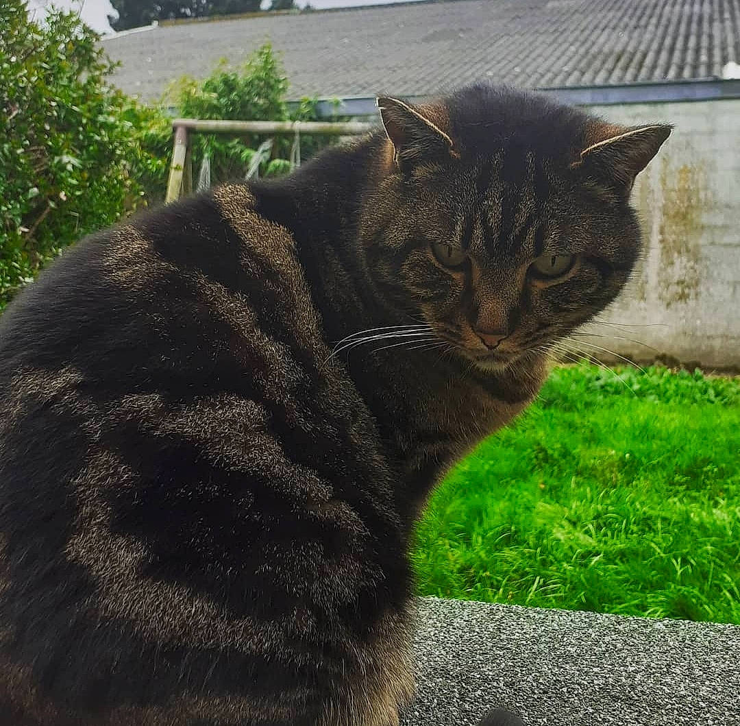 Polo a rejoint le concours — aidez-le/la à gagner de superbes lots ! carnivore, cat, domestic_short_haired_cat, felidae, fur, grass, grey, groundcover, metal, plant, shrub, sitting, small_to_medium_sized_cats, snout, tail, terrestrial_animal, tree, whiskers, wildlife