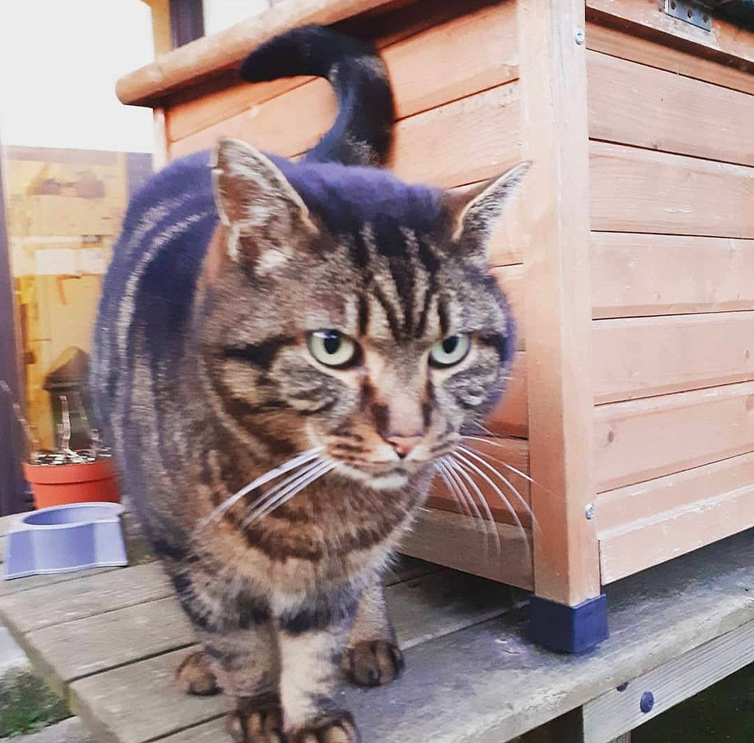 Polo a rejoint le concours — aidez-le/la à gagner de superbes lots ! carnivore, cat, domestic_short_haired_cat, felidae, fur, sitting, small_to_medium_sized_cats, snout, tail, terrestrial_animal, whiskers, window, wood