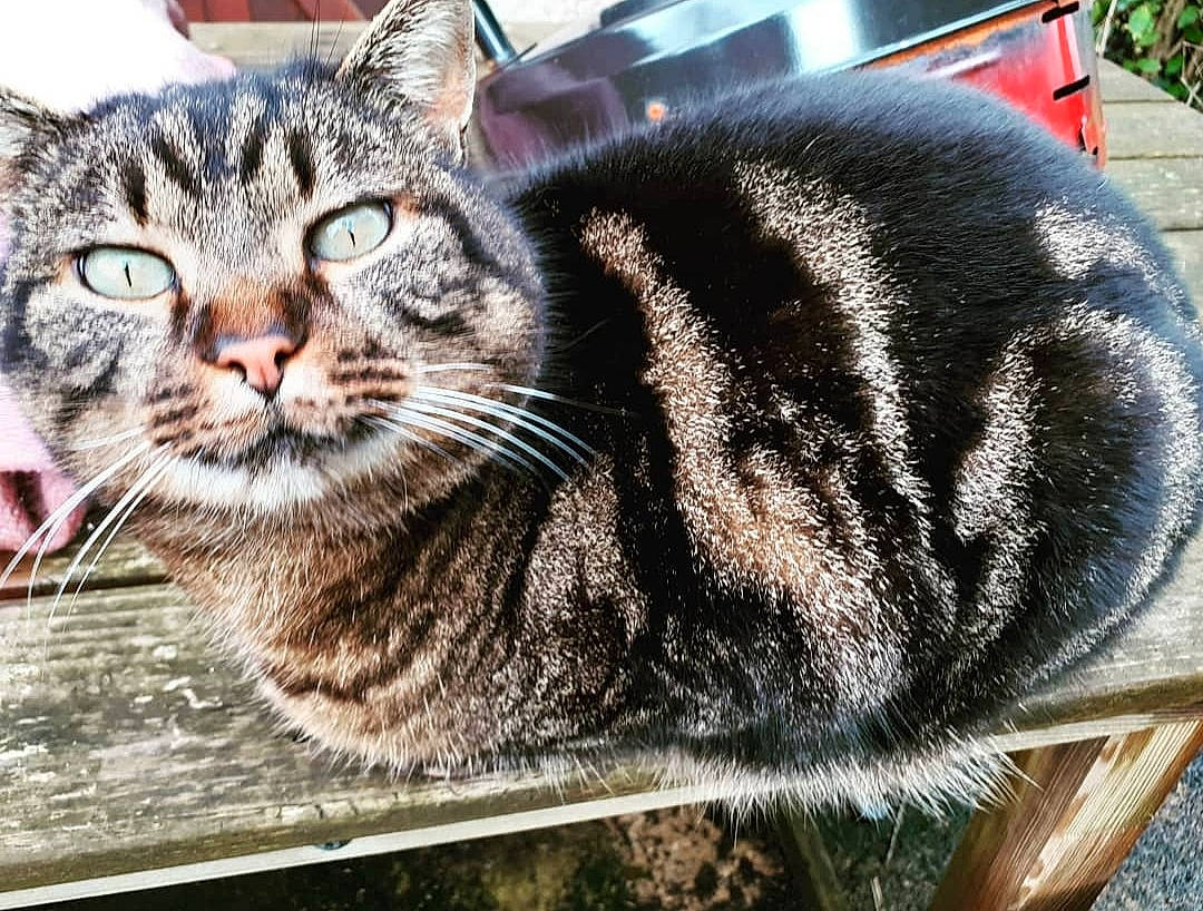 Polo participe au concours pour gagner de l'argent avec cette photo : carnivore, cat, domestic_short_haired_cat, felidae, fur, grass, sitting, small_to_medium_sized_cats, snout, terrestrial_animal, whiskers