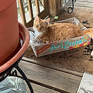 Pixie is registered to the contest to win money with this photo: animal, box, cardboard_box, cat, container, curious, decor, domestic_animal, door, feline, orange_cat, outdoor, pet, plant_pot, porch, relaxation, resting, screen_door, water_bottle, wooden_floor