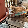 animal, box, cardboard_box, cat, container, curious, decor, domestic_animal, door, feline, orange_cat, outdoor, pet, plant_pot, porch, relaxation, resting, screen_door, water_bottle, wooden_floor