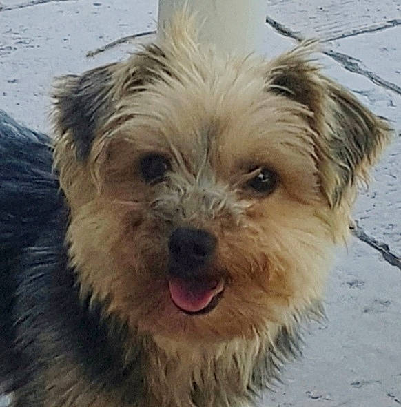 Stanley participe au concours pour gagner de l'argent avec cette photo : ancient_dog_breeds, australian_terrier, biewer_terrier, canidae, carnivore, companion_dog, dog, dog_breed, fur, liver, small_terrier, snout, sporting_group, terrestrial_animal, terrier, toy_dog, water_dog, windscreen_wiper, working_animal, yorkipoo