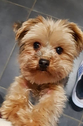 Stanley a rejoint le concours — aidez-le/la à gagner de superbes lots ! biewer_terrier, canidae, carnivore, companion_dog, dog, dog_breed, fur, liver, maltepoo, small_terrier, snout, sporting_group, terrier, toy_dog, water_dog, working_animal, yorkipoo