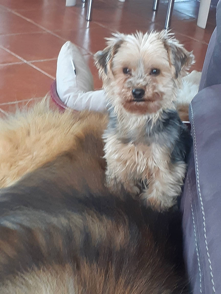 Stanley a rejoint le concours — aidez-le/la à gagner de superbes lots ! canidae, carnivore, companion_dog, dog, dog_breed, dog_supply, eye, fawn, fur, liver, maltepoo, shih_poo, small_terrier, snout, sporting_group, terrier, toy_dog, whiskers, working_animal, yorkipoo