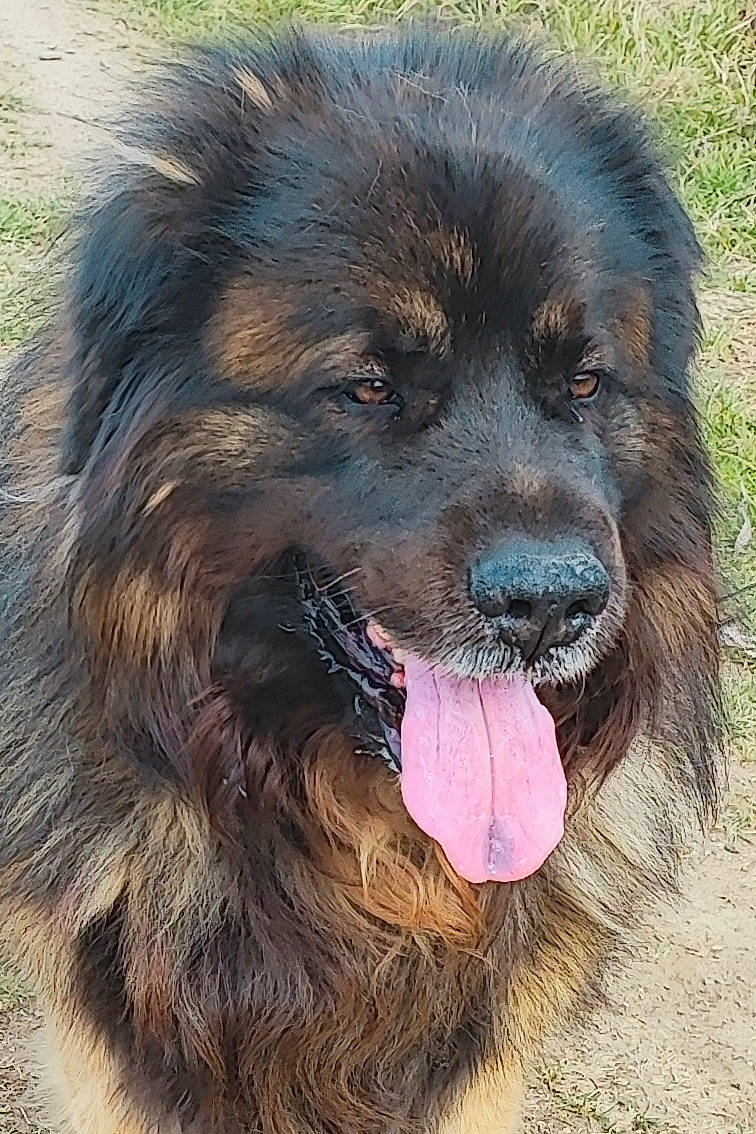 Lheoss a rejoint le concours — aidez-le/la à gagner de superbes lots ! ancient_dog_breeds, biting, canidae, carnivore, companion_dog, dog, dog_breed, estrela_mountain_dog, fur, gaddi_kutta, giant_dog_breed, grass, liver, sporting_group, terrestrial_animal, tibetan_mastiff, working_animal, working_dog