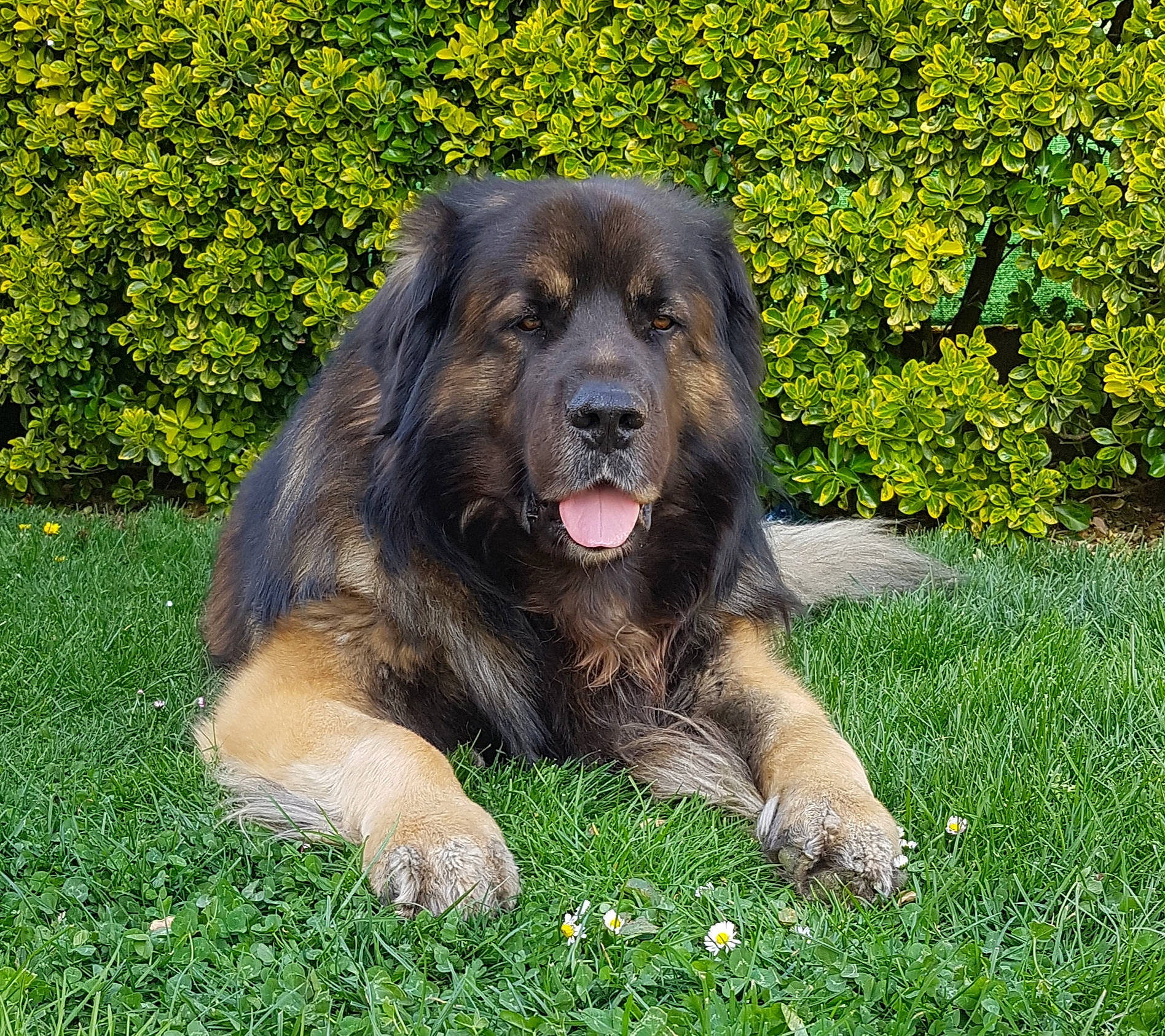 Lheoss a rejoint le concours — aidez-le/la à gagner de superbes lots ! canidae, carnivore, companion_dog, dog, dog_breed, event, gaddi_kutta, grass, groundcover, guard_dog, plant, sporting_group, terrestrial_animal, working_dog