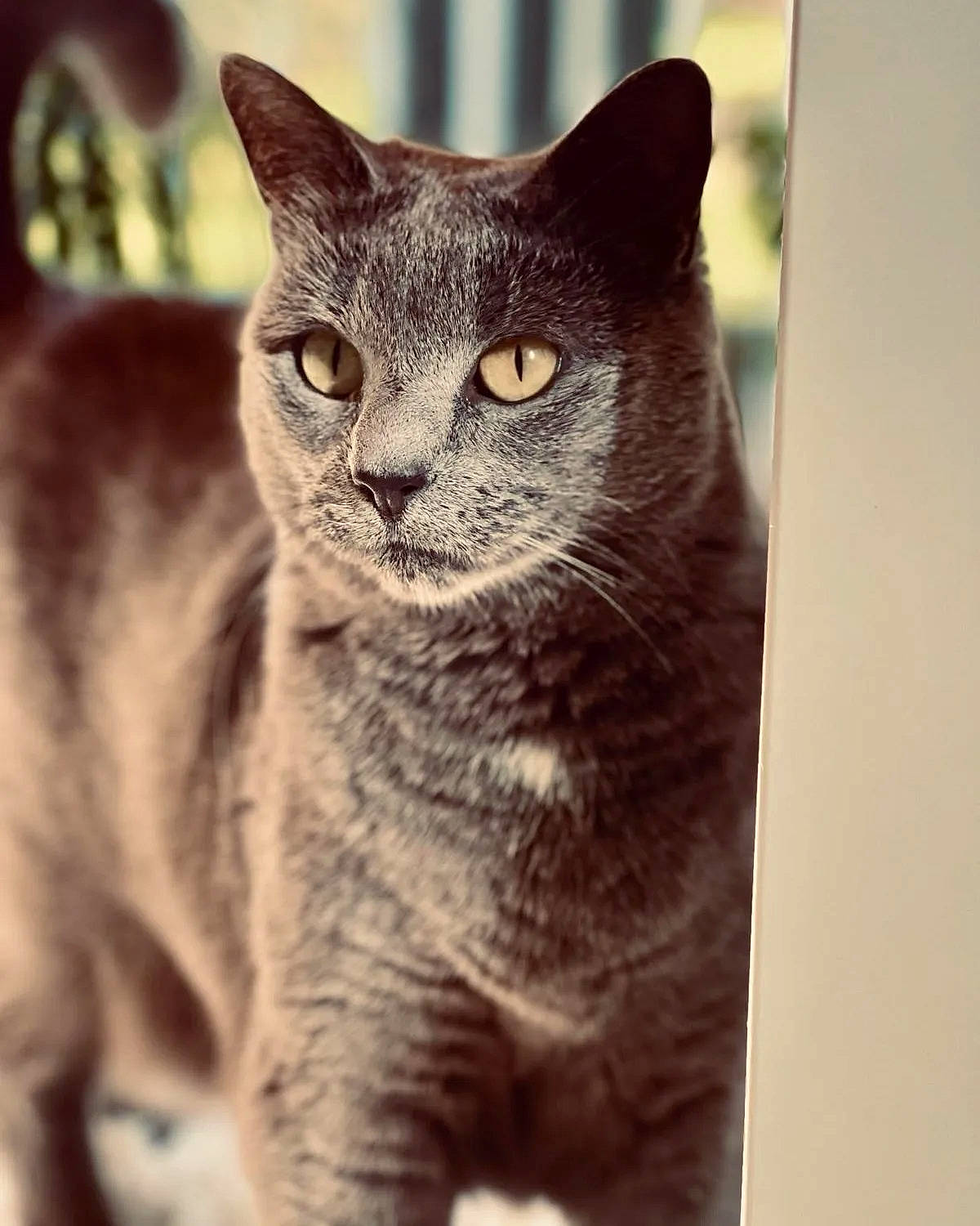 Zara is registered to the contest to win money with this photo: carnivore, cat, domestic_short_haired_cat, felidae, fur, small_to_medium_sized_cats, snout, terrestrial_animal, whiskers, wildlife