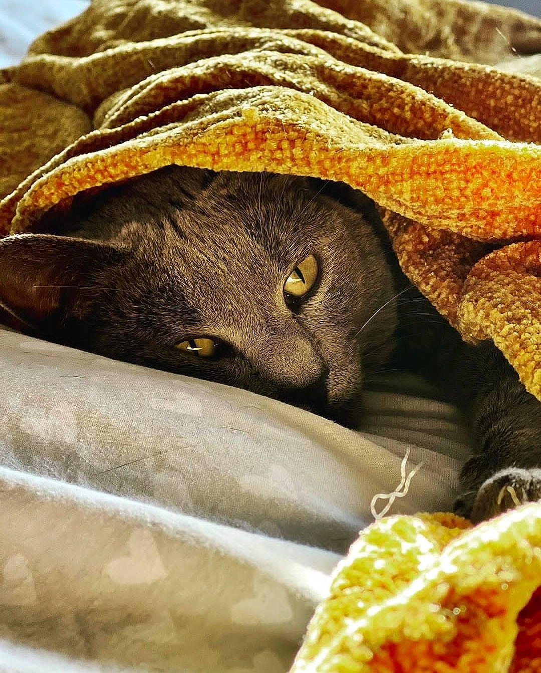 Zara joined the competition — help win amazing prizes! carnivore, cat, close_up, comfort, fawn, felidae, fur, grass, green, hat, pattern, photography, small_to_medium_sized_cats, terrestrial_animal, whiskers, working_animal, yellow