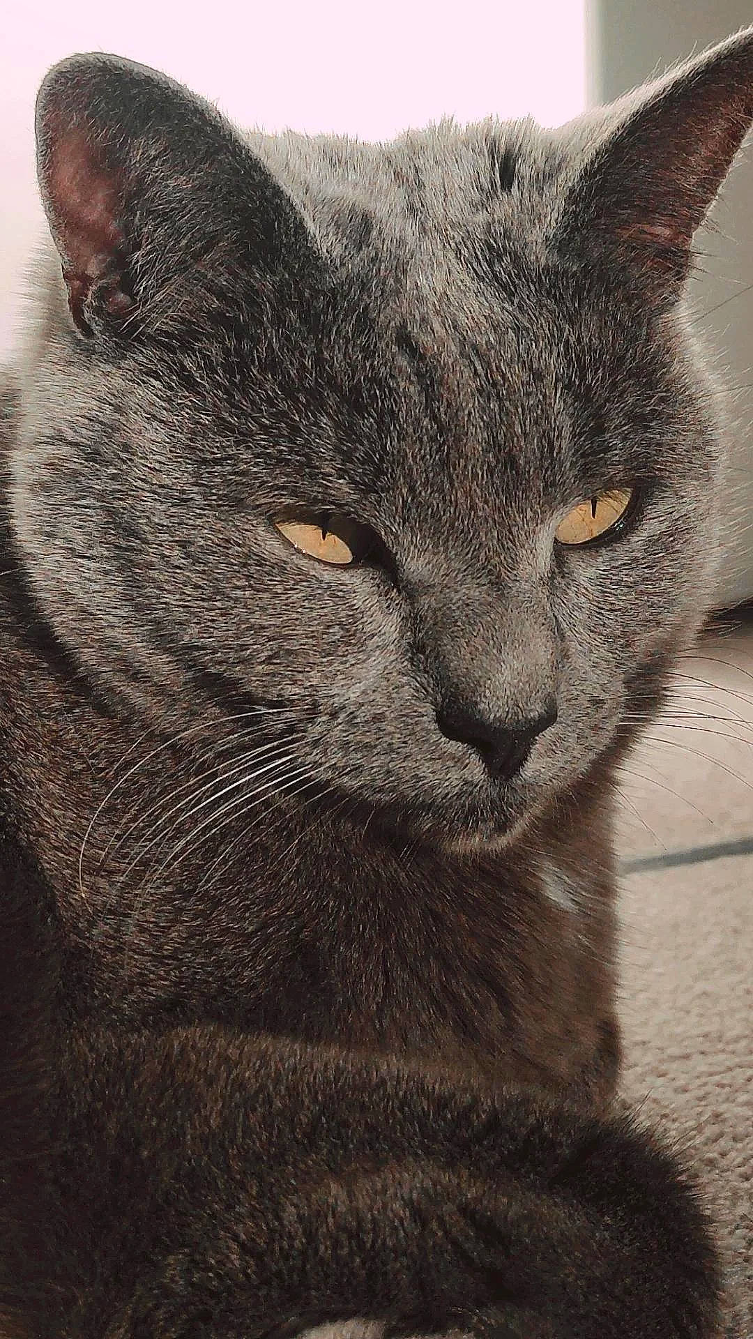 Zara is registered to the contest to win money with this photo: carnivore, cat, domestic_short_haired_cat, felidae, fur, grey, russian_blue, small_to_medium_sized_cats, snout, terrestrial_animal, whiskers, wildlife