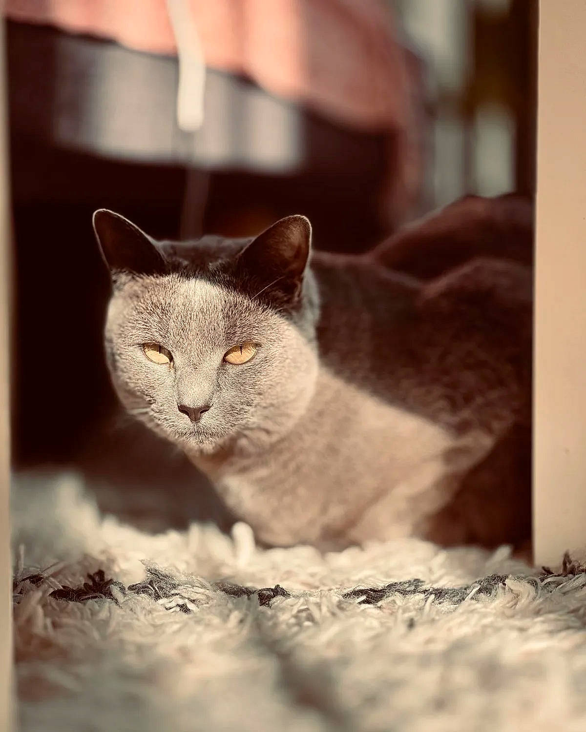 Zara is registered to the contest to win money with this photo: carnivore, cat, domestic_short_haired_cat, felidae, fur, grey, monochrome_photography, russian_blue, small_to_medium_sized_cats, snout, terrestrial_animal, whiskers, wildlife