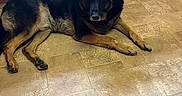Ace joined the competition — help win amazing prizes! animal, black, brown, cabinet, companion, dog, domestic, floor, furniture, german_shepherd, home, indoor, kitchen, lying_down, pet, quiet, relaxed, stove, tile_floor, wood