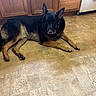 Ace joined the competition — help win amazing prizes! dog, german_shepherd, lying_down, floor, kitchen, cabinet, wood, stove, tile_floor, pet, indoor, animal, brown, black, relaxed, quiet, home, furniture, domestic, companion