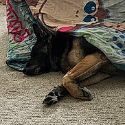 Ace is registered to the contest to win money with this photo: dog, german_shepherd, sleeping, blanket, carpet, bone, indoor, pet, resting, cozy, paw, fur, canine, animal, cute, relaxation, laying_down, home, comfort, blanket_pattern