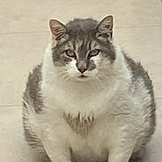 Guizmo participe au concours pour gagner de l'argent avec cette photo : cat, fluffy_cat, indoor, floor, tiled_floor, sitting, pet, animal, feline, fur, white_and_gray, looking_at_camera, cute, domestic_cat, ears, whiskers, face, eyes, paws, quiet