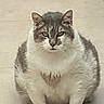 cat, fluffy_cat, indoor, floor, tiled_floor, sitting, pet, animal, feline, fur, white_and_gray, looking_at_camera, cute, domestic_cat, ears, whiskers, face, eyes, paws, quiet