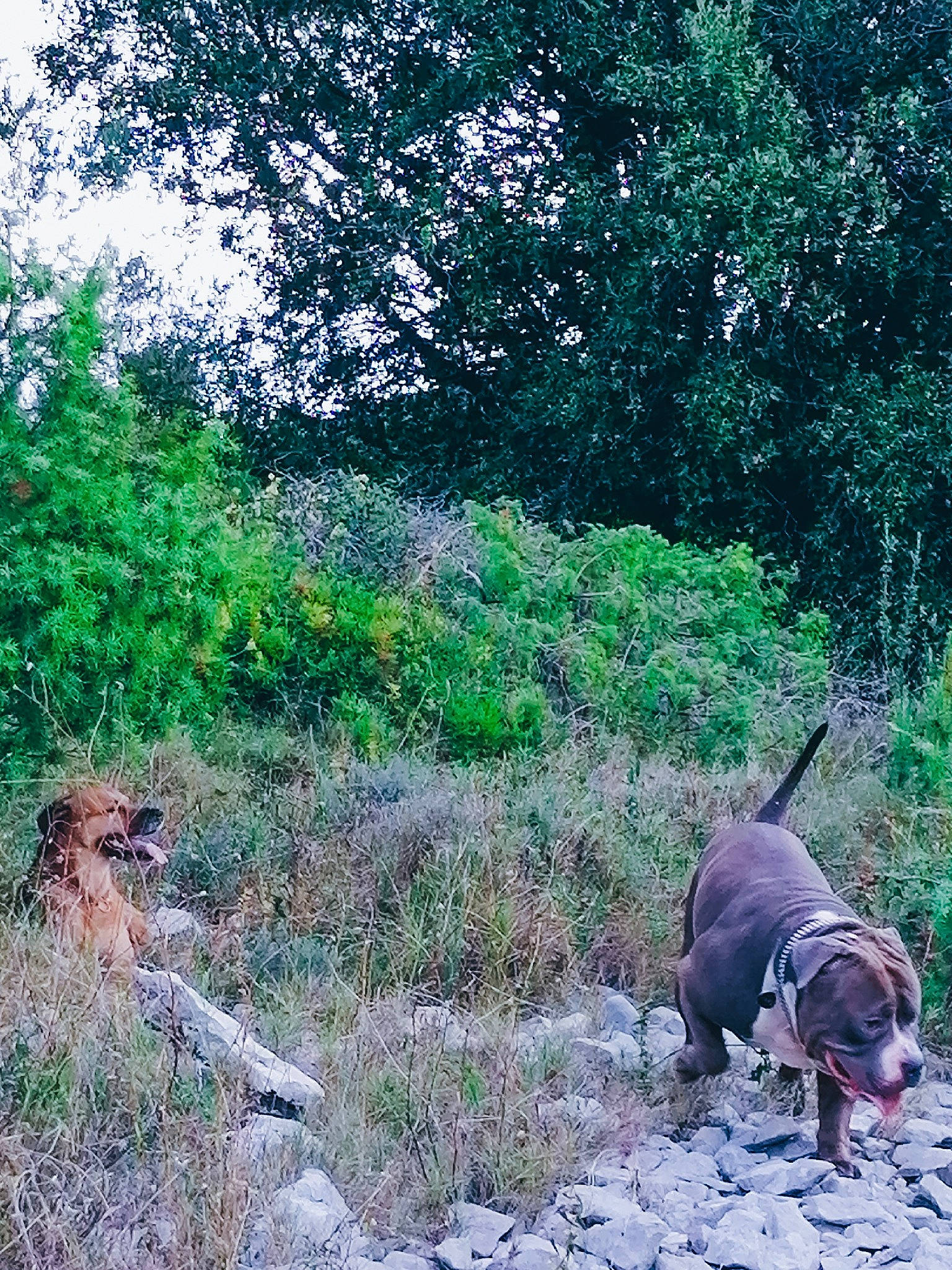 Guapa a rejoint le concours — aidez-le/la à gagner de superbes lots ! adventure, canidae, carnivore, dog, dog_breed, dog_walking, forest, hound, hunting_dog, mountain, plant, sporting_group, trail, tree, wilderness, woodland