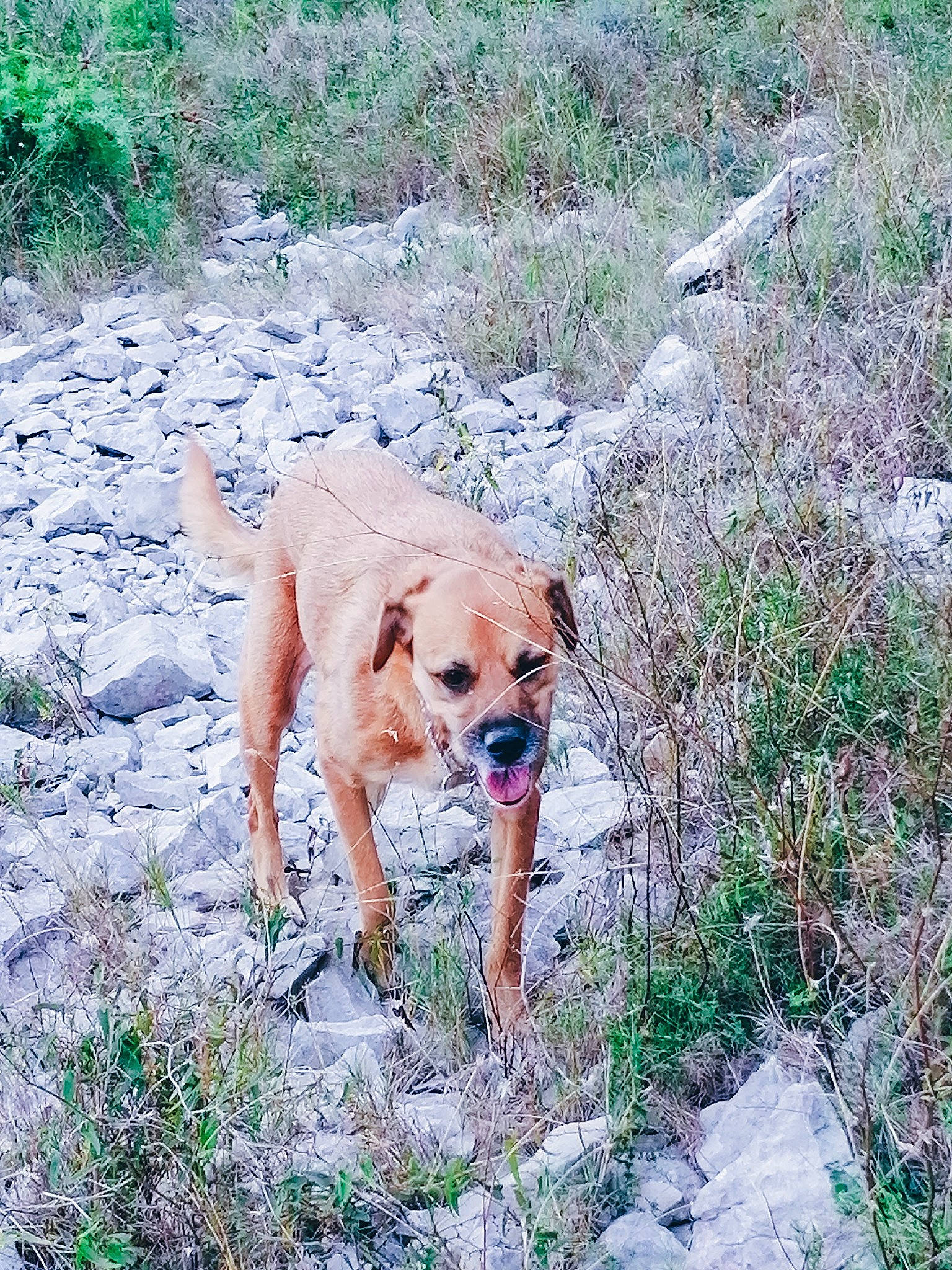 Guapa participe au concours pour gagner de l'argent avec cette photo : adventure, black_mouth_cur, canidae, carnivore, companion_dog, dog, dog_breed, fawn, mountain, plant, puggle, sporting_group, trail, walking