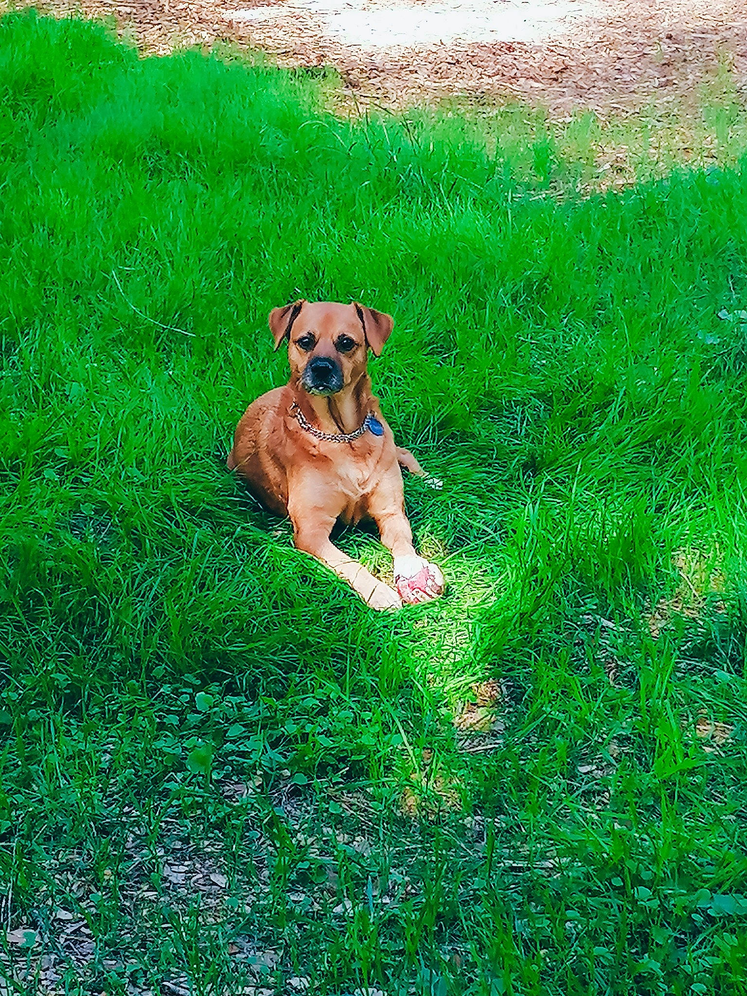 Guapa participe au concours pour gagner de l'argent avec cette photo : boerboel, boxer, broholmer, canidae, carnivore, dog, dog_breed, fawn, grass, green, lawn, mammal, plant, rhodesian_ridgeback, sporting_group, tosa, vertebrate