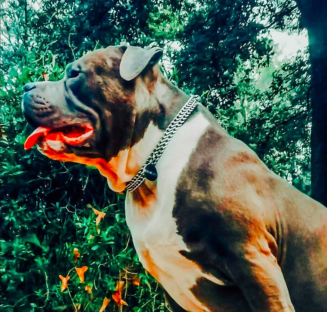 Skay participe au concours pour gagner de l'argent avec cette photo : alano_espanol, ancient_dog_breeds, bandog, boerboel, boxer, bullmastiff, cane_corso, canidae, carnivore, collar, companion_dog, dog, dog_breed, dog_collar, fawn, grass, leash, non_sporting_group, snout, sporting_group