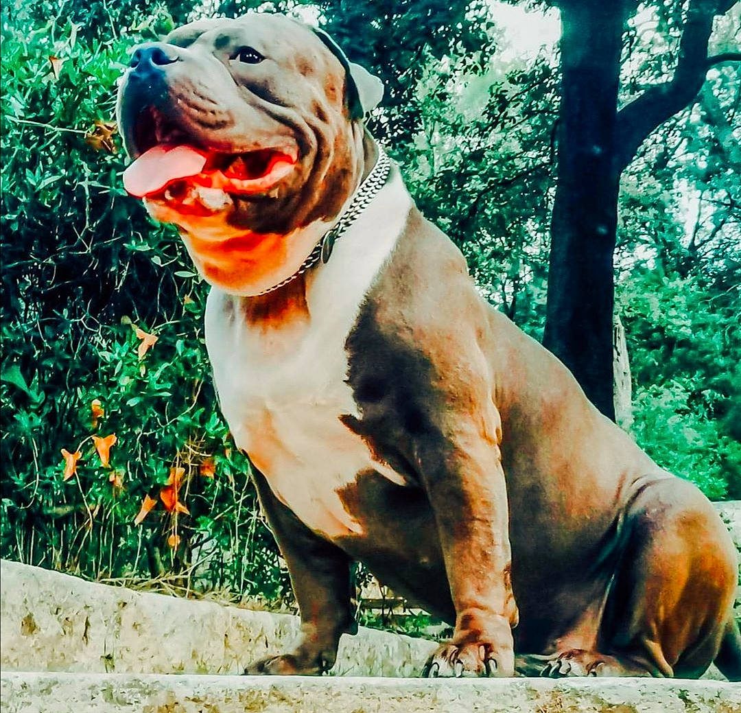 Skay a rejoint le concours — aidez-le/la à gagner de superbes lots ! american_bulldog, ancient_dog_breeds, australian_bulldog, bulldog, canidae, carnivore, companion_dog, dog, dog_breed, fawn, mammal, non_sporting_group, old_english_bulldog, olde_english_bulldogge, rare_breed_dog, renascence_bulldogge, snout, vertebrate