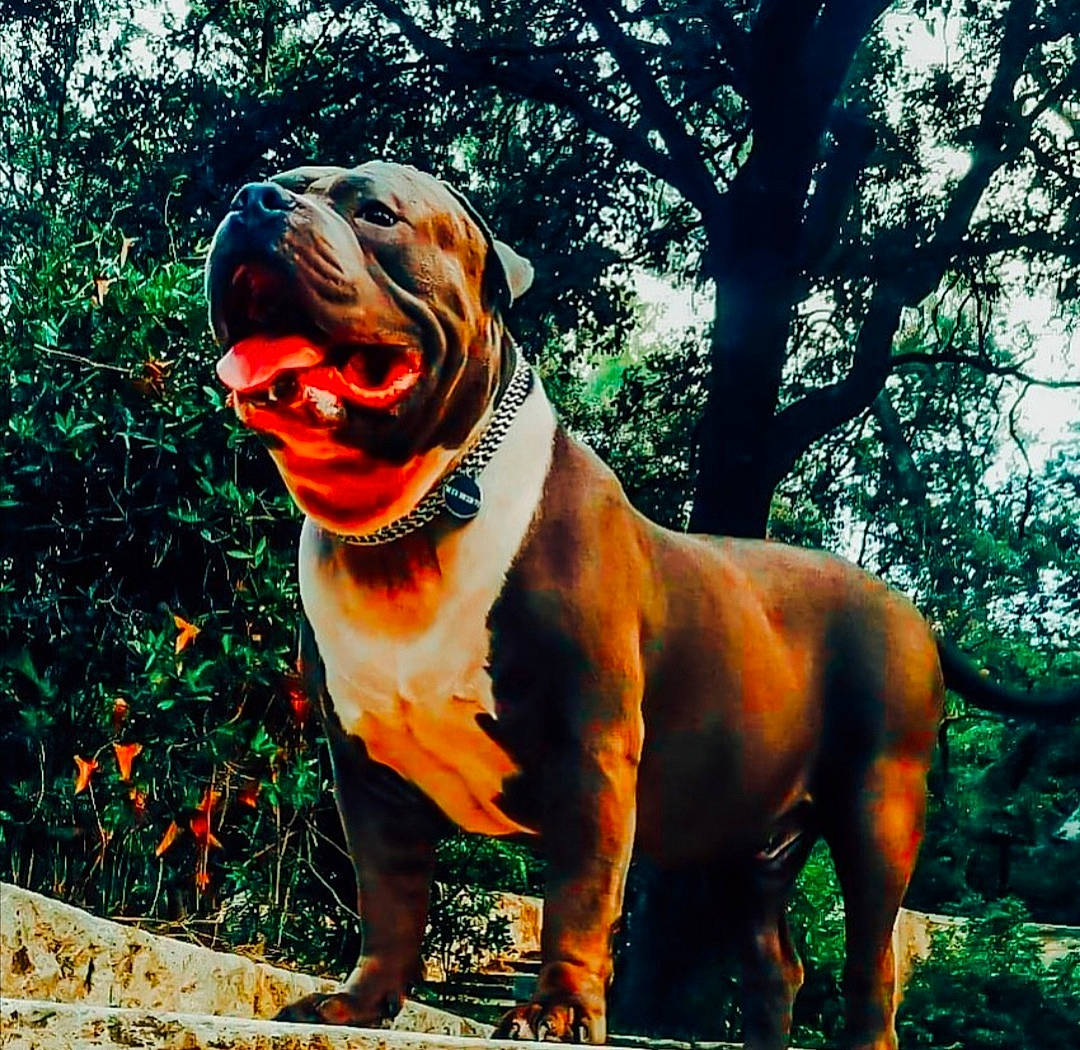 Skay participe au concours pour gagner de l'argent avec cette photo : ancient_dog_breeds, bulldog, bullmastiff, canidae, carnivore, companion_dog, dog, dog_breed, dogue_de_bordeaux, fawn, mammal, molosser, non_sporting_group, rare_breed_dog, tree, working_dog