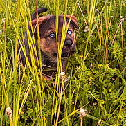Anouk participe au concours pour gagner de l'argent avec cette photo : puppy, dog, grass, wildflowers, nature, outdoors, greenery, blue_eyes, curious, young, animal, cute, field, plants, fur, snout, ears, tail, exploring, summer