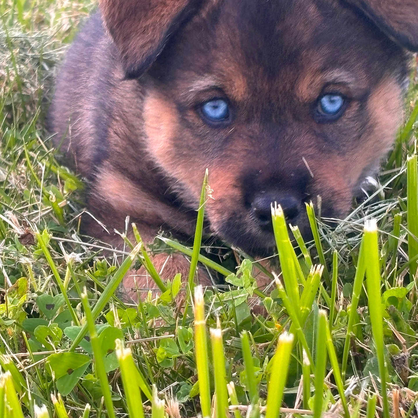 Anouk participe au concours pour gagner de l'argent avec cette photo : puppy, dog, grass, blue_eyes, close_up, outdoor, cute, animal, pet, nature, young, fur, brown, black, face, ears, snout, greenery, clover, curious