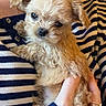 adorable, animal, close_up, cute, dog, fluffy, friendly, furry, hand, holding, indoor, person, pet, portrait, puppy, small_dog, soft, striped_sweater, warm, young_dog