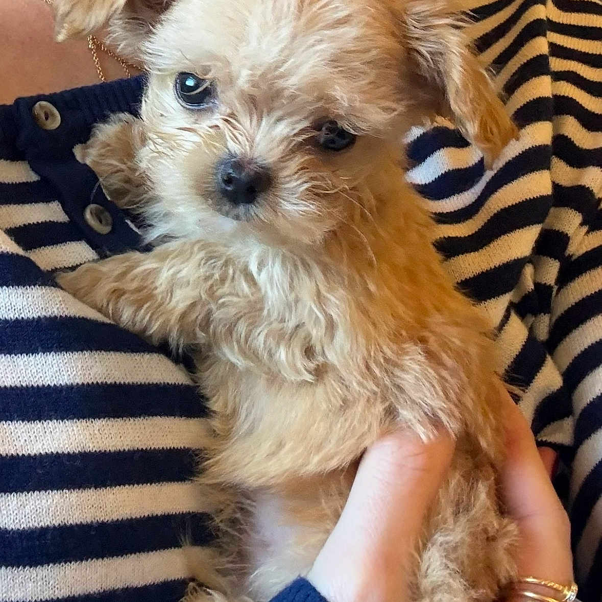 Baci a rejoint le concours — aidez-le/la à gagner de superbes lots ! adorable, animal, close_up, cute, dog, fluffy, friendly, furry, hand, holding, indoor, person, pet, portrait, puppy, small_dog, soft, striped_sweater, warm, young_dog