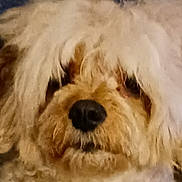 Buddy joined the competition — help win amazing prizes! animal, beige, blurred, brown, close_up, companion, cute, dog, face, fluffy, fur, indoor, long_hair, muzzle, nose, pet, portrait, shaggy, soft, whiskers