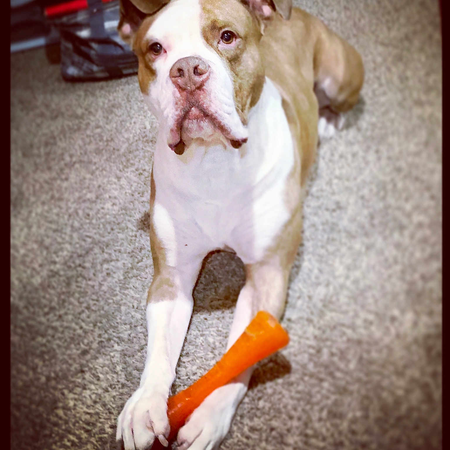 Brutus joined the competition — help win amazing prizes! accessories, animal, bag, ball, boxer, bulldog, canine, carrot, dog, food, frenchbulldog, handbag, hound, pet, pitbull, plant, produce, puppy, strap, vegetable