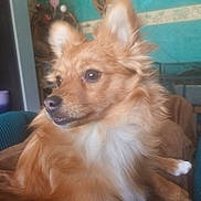 Vanille participe au concours pour gagner de l'argent avec cette photo : dog, pet, fluffy, brown, golden, animal, indoors, blanket, cozy, fur, ears, snout, side_view, relaxed, home, decor, furniture, wall, portrait, cute