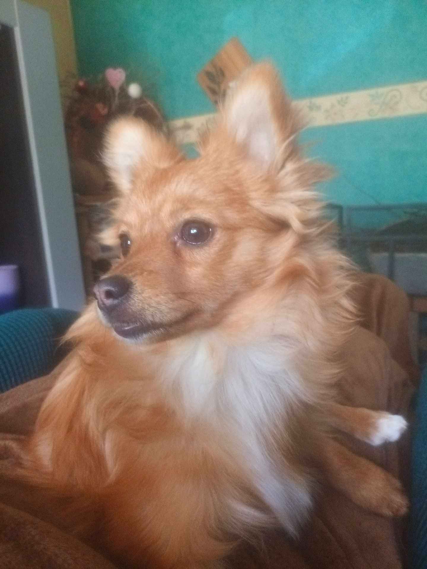 Vanille participe au concours pour gagner de l'argent avec cette photo : dog, pet, fluffy, brown, golden, animal, indoors, blanket, cozy, fur, ears, snout, side_view, relaxed, home, decor, furniture, wall, portrait, cute