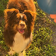 Moose joined the competition — help win amazing prizes! dog, grass, outdoor, ball, pet, happy, playful, brown, white, fur, sunlight, nature, cute, animal, tongue, ears, looking_up, daylight, ground, waiting