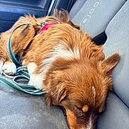 Baloo participe au concours pour gagner de l'argent avec cette photo : dog, sleeping, brown_and_white, long_hair, floppy_ears, white_chest, white_paws, white_stripe, leash, harness, car, car_seat, vehicle_interior, pet, resting, furry, cute, closeup, indoors, nap