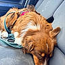 dog, sleeping, brown_and_white, long_hair, floppy_ears, white_chest, white_paws, white_stripe, leash, harness, car, car_seat, vehicle_interior, pet, resting, furry, cute, closeup, indoors, nap