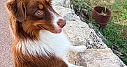 Baloo participe au concours pour gagner de l'argent avec cette photo : dog, brown_dog, white_chest, fluffy, long_fur, pointed_muzzle, floppy_ears, blue_leash, outdoor, stone_wall, garden, greenery, walkway, grass, potted_plant, rustic, portrait, side_profile, tongue_out, happy